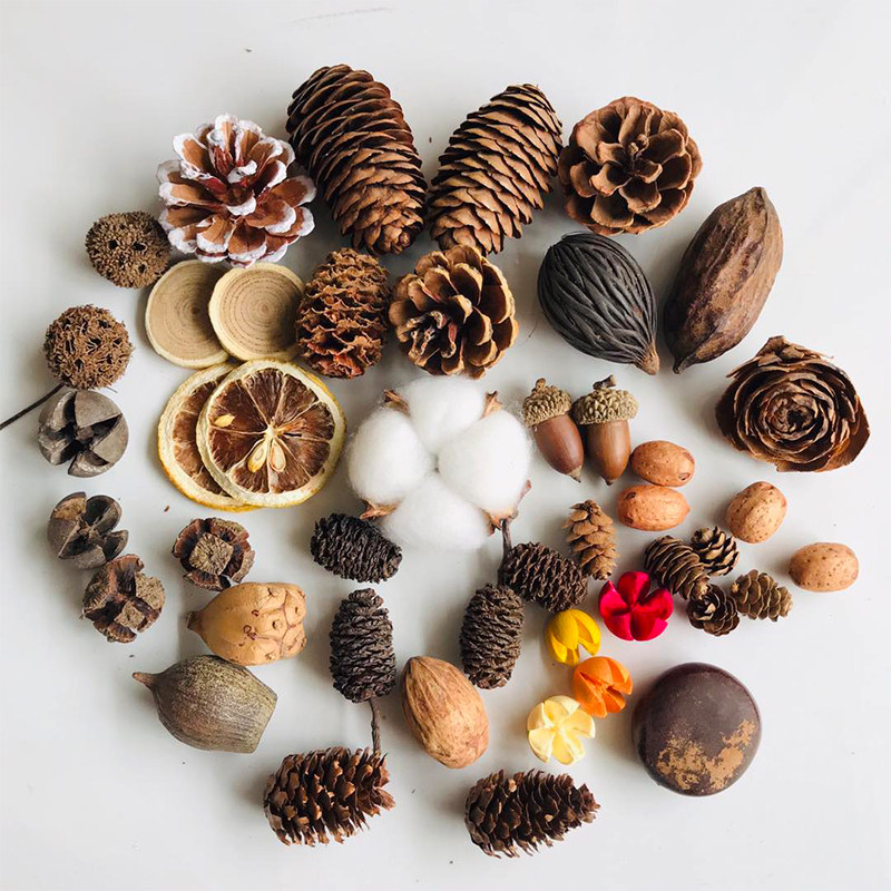 Photography Graduation - Natural Dried Pinecones Leaves Fruit Set,
